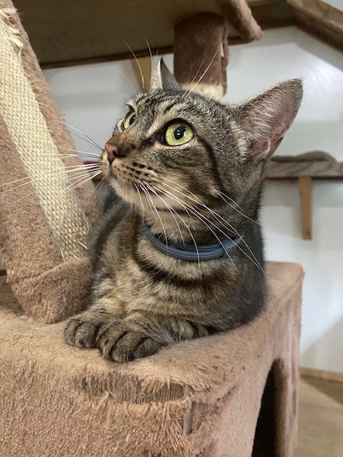 Enlarge TIGER LILY, a Adoptable Domestic Short Hair in Millerstown, PA image 1/6