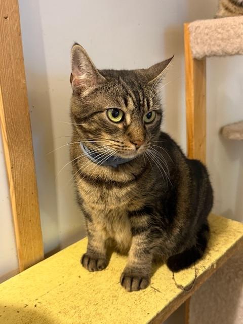 Enlarge TIGER LILY, a Adoptable Domestic Short Hair in Millerstown, PA image 3/6