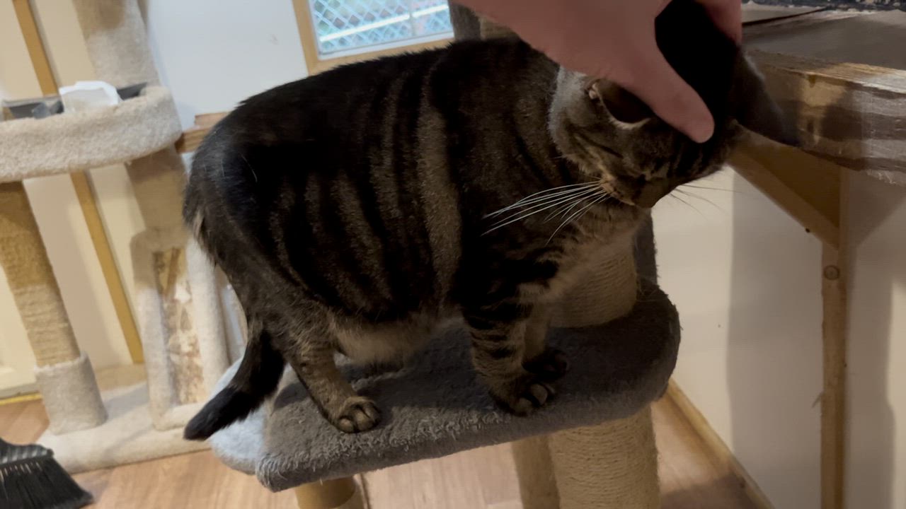 Enlarge TIGER LILY, a Adoptable Domestic Short Hair in Millerstown, PA video 2/6