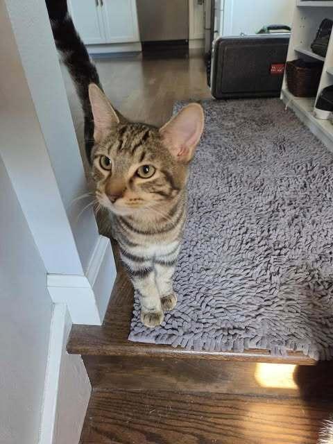 Enlarge Bentley, a Adoptable Domestic Short Hair in Chicago, IL image 1/6