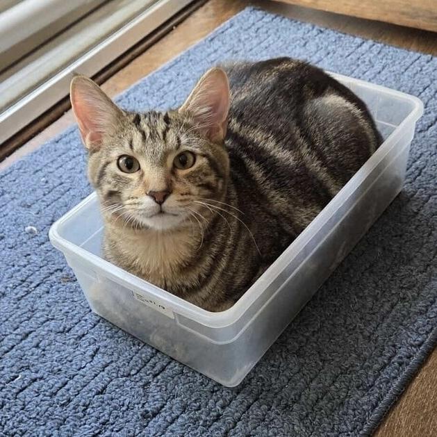 Enlarge Bentley, a Adoptable Domestic Short Hair in Chicago, IL image 4/6