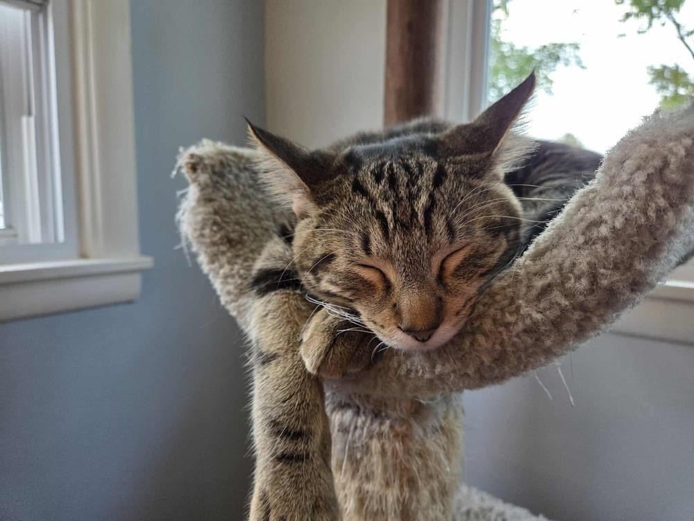 Enlarge Bentley, a Adoptable Domestic Short Hair in Chicago, IL image 6/6