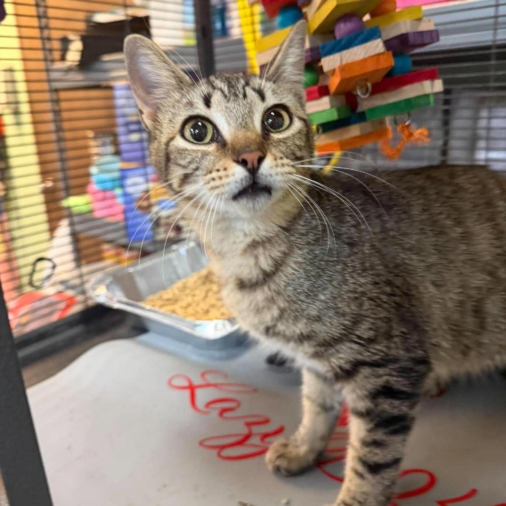 Enlarge Flopsy, a Adoptable Domestic Short Hair in Madill, OK image 1/1