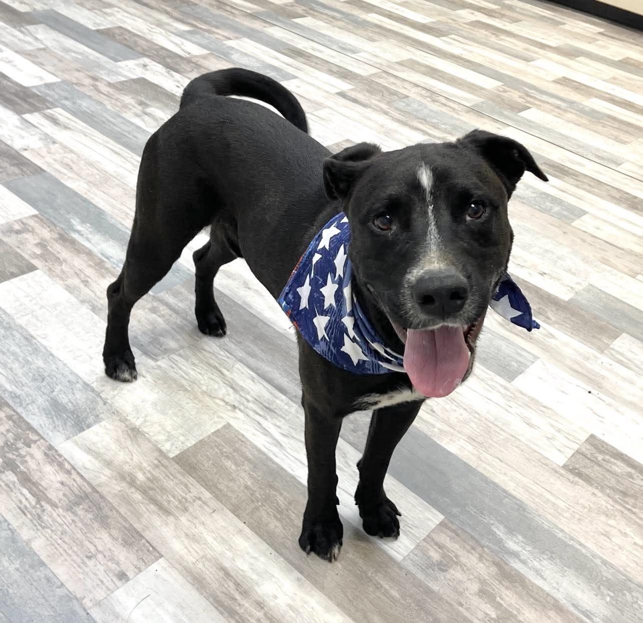 Mo, a Adoptable mixed breed in Lufkin, TX image 1/3