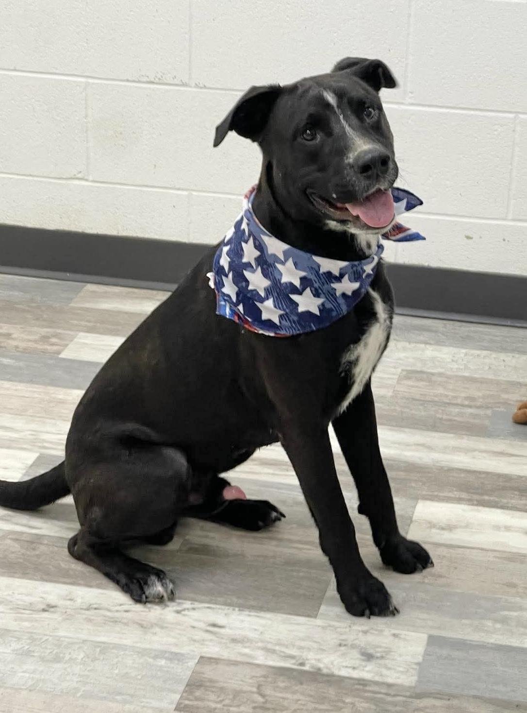 Mo, a Adoptable mixed breed in Lufkin, TX image 2/3