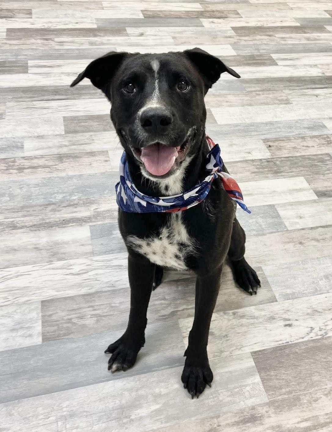 Mo, a Adoptable mixed breed in Lufkin, TX image 3/3