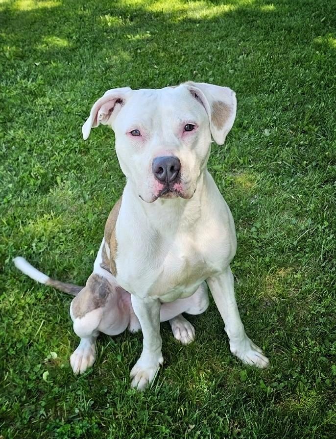 Enlarge Low, an adopted mixed breed in Bay City, MI image 3/3