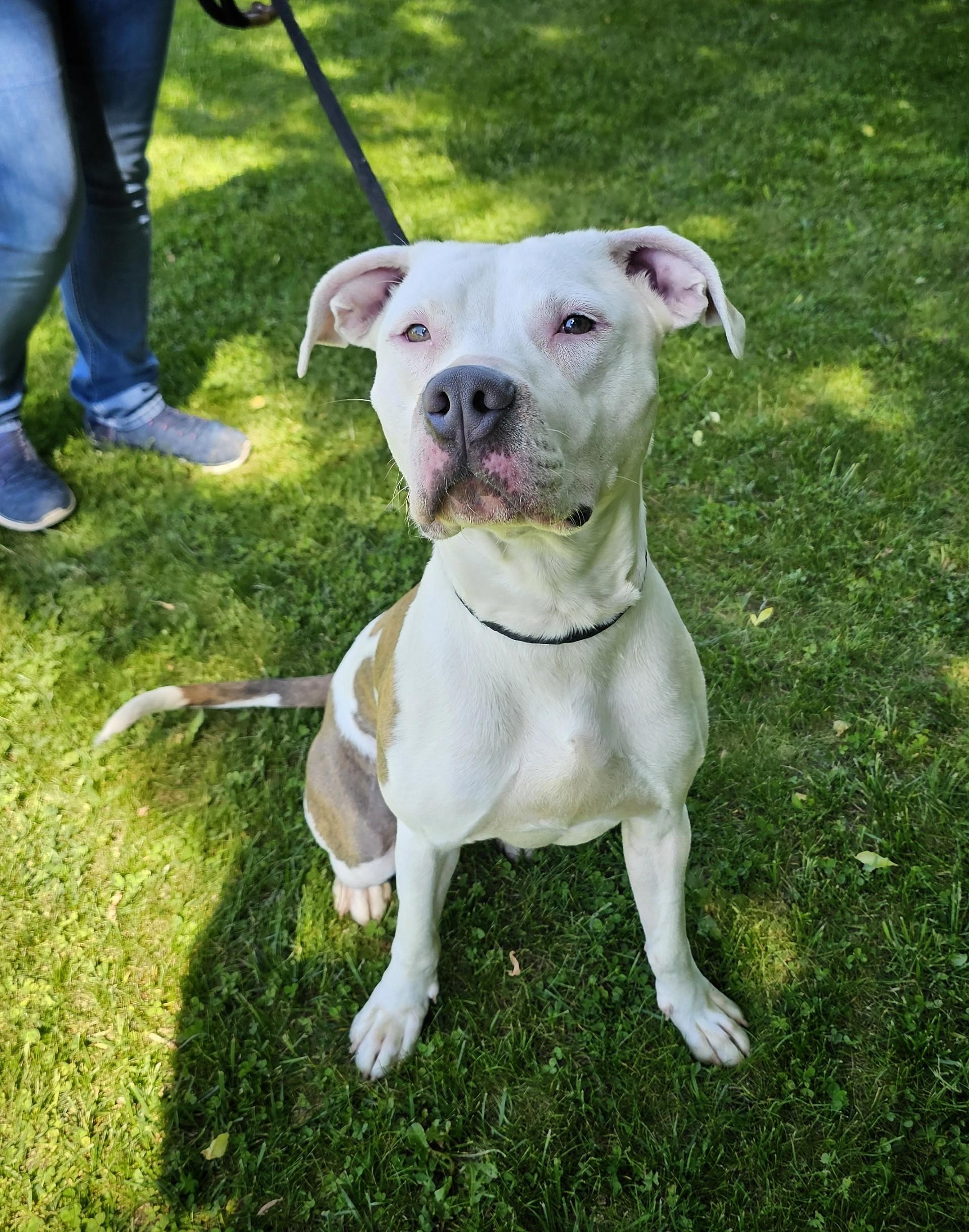 Enlarge Low, an adopted mixed breed in Bay City, MI image 2/3