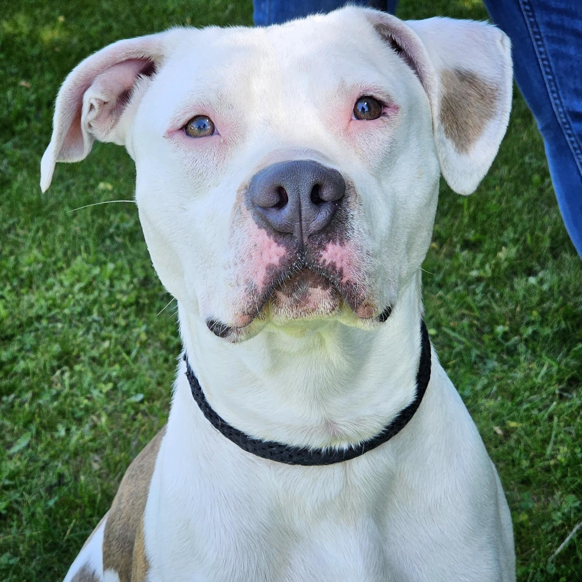 Enlarge Low, an adopted mixed breed in Bay City, MI image 1/3