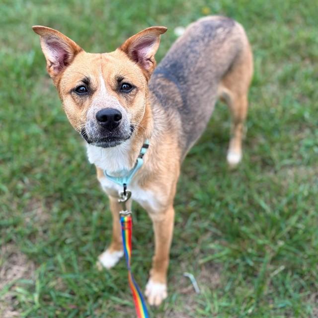 Enlarge CAKE POP, a Adoptable mixed breed in Minneapolis, MN image 1/1