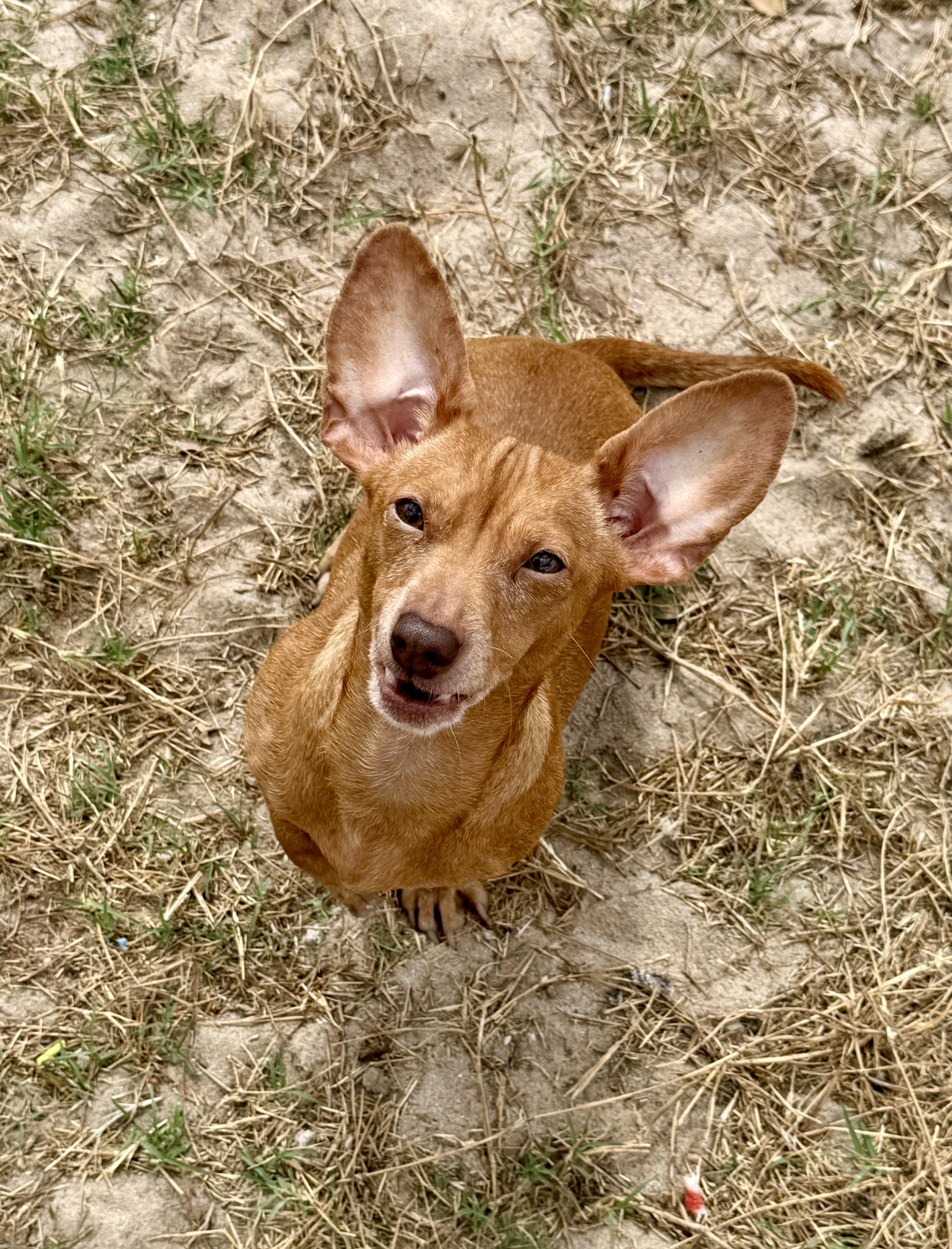Stevie, adopted, Adult Female Dachshund & Chihuahua.