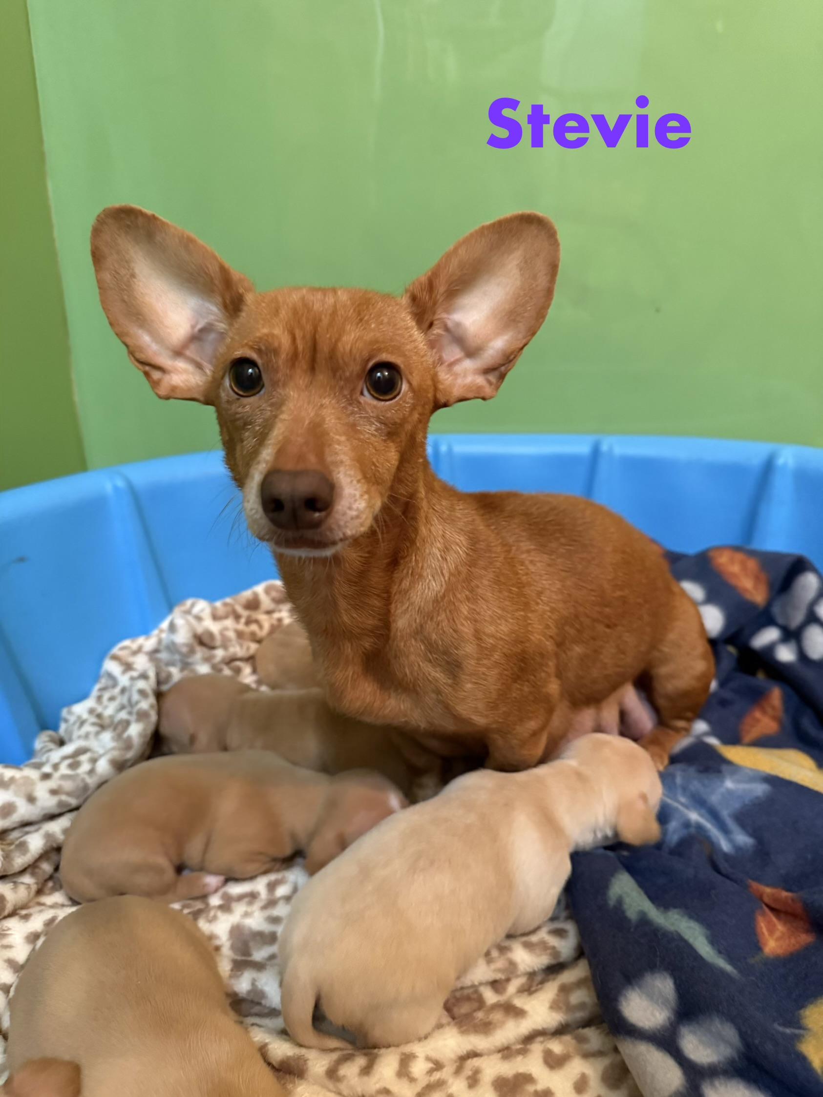 Enlarge Stevie, an adopted mixed breed in Irving, TX image 3/5