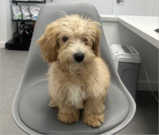 Ajax - FOSTER TO ADOPT, ADOPTABLE, Puppy Male Cavapoo & Bichon Frise.