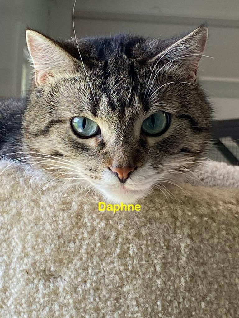 Daphne, Adoptable, Adult Female Domestic Short Hair.