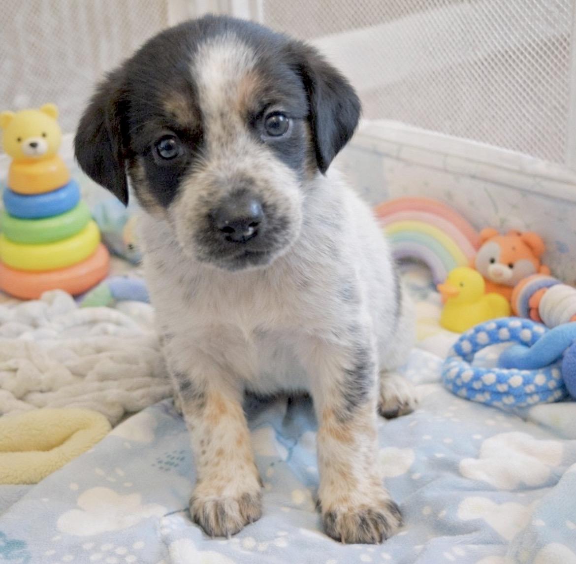Rocket, adopted, Puppy Male Australian Shepherd & Treeing Walker Coonhound.