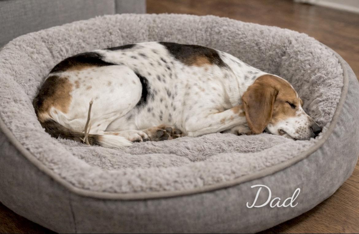 Enlarge Rocket, an adopted mixed breed in Laurel, MD image 6/6