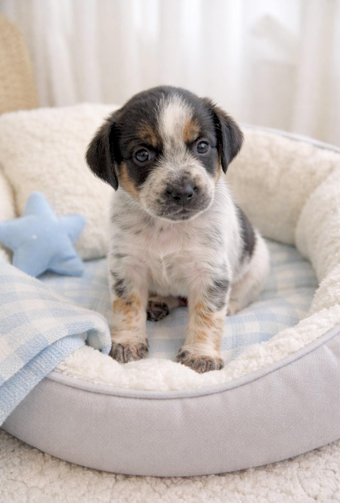 Enlarge Rocket, an adopted mixed breed in Laurel, MD image 2/6