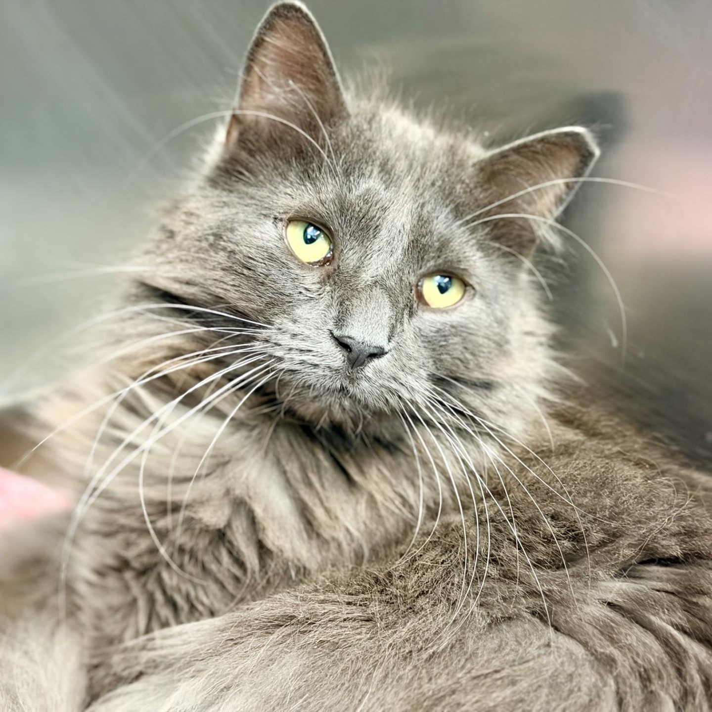 Tony Montana, adopted, Adult Male Domestic Medium Hair.