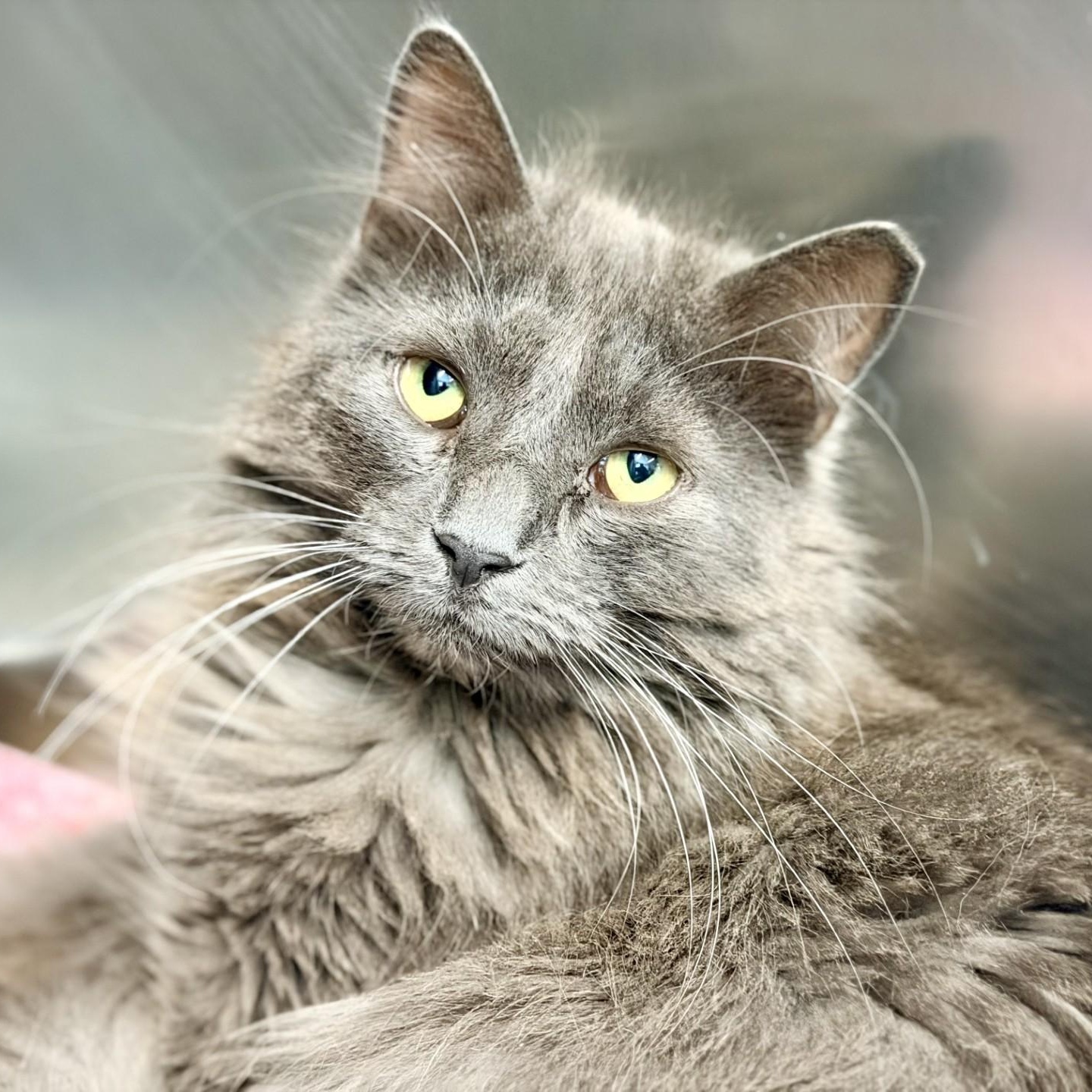 Tony Montana, an adopted Domestic Medium Hair in Jackson, NJ image 2/2
