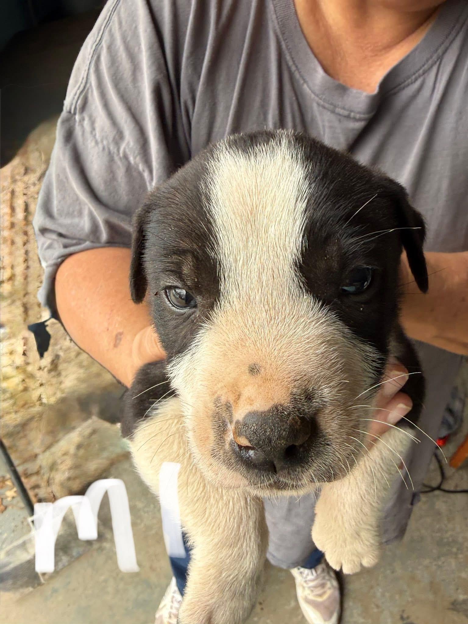 Zeus, ADOPTABLE, Puppy Male Labrador Retriever & Pit Bull Terrier.