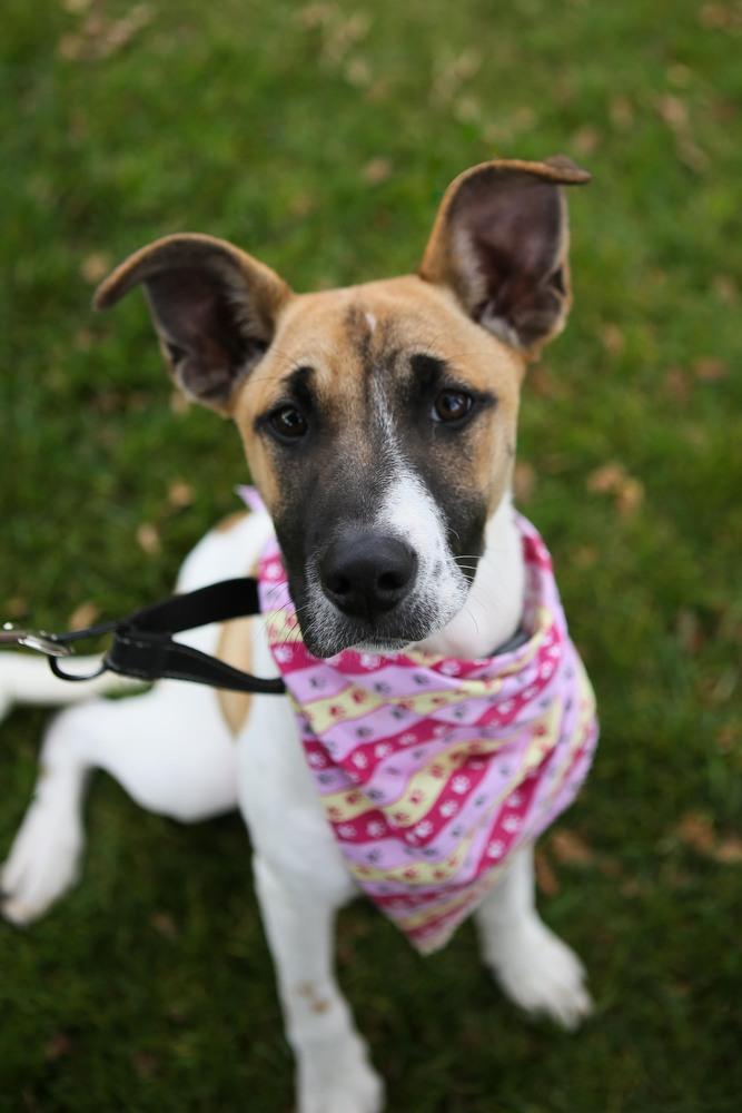 Harmony, a Adoptable mixed breed in Jamestown, CA image 1/4