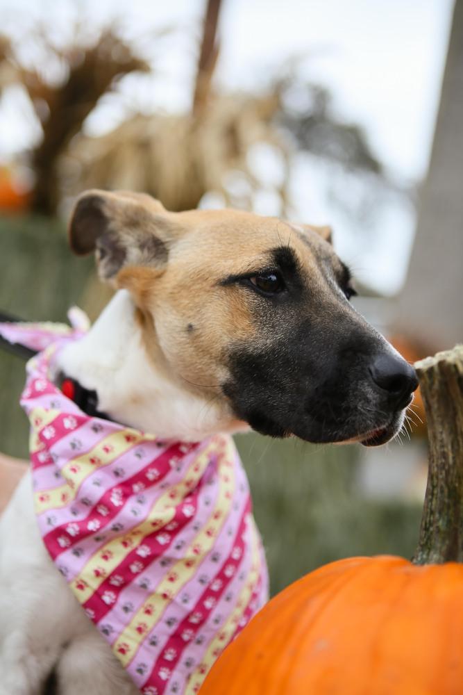 Harmony, a Adoptable mixed breed in Jamestown, CA image 2/4