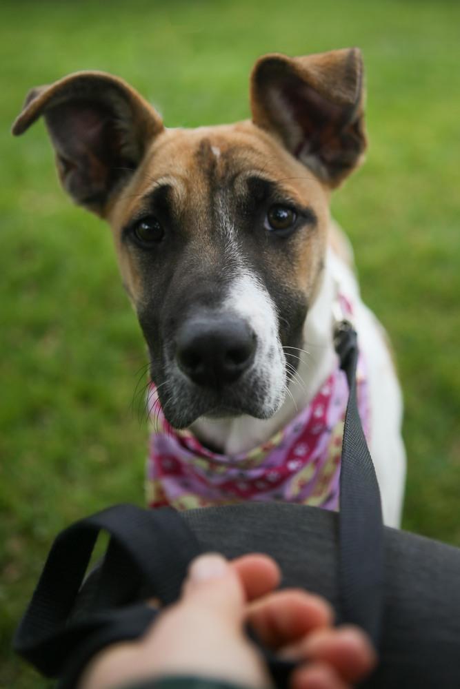 Harmony, a Adoptable mixed breed in Jamestown, CA image 3/4