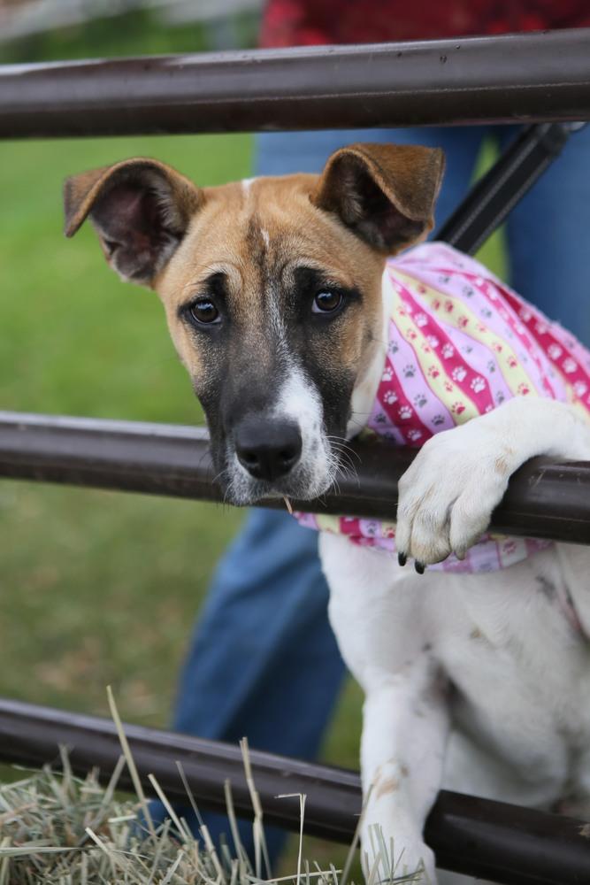 Harmony, a Adoptable mixed breed in Jamestown, CA image 4/4