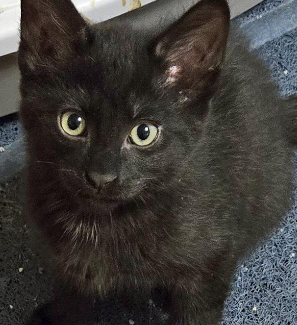 Enlarge Gregory, an adopted Domestic Short Hair in Salem, OR image 1/3