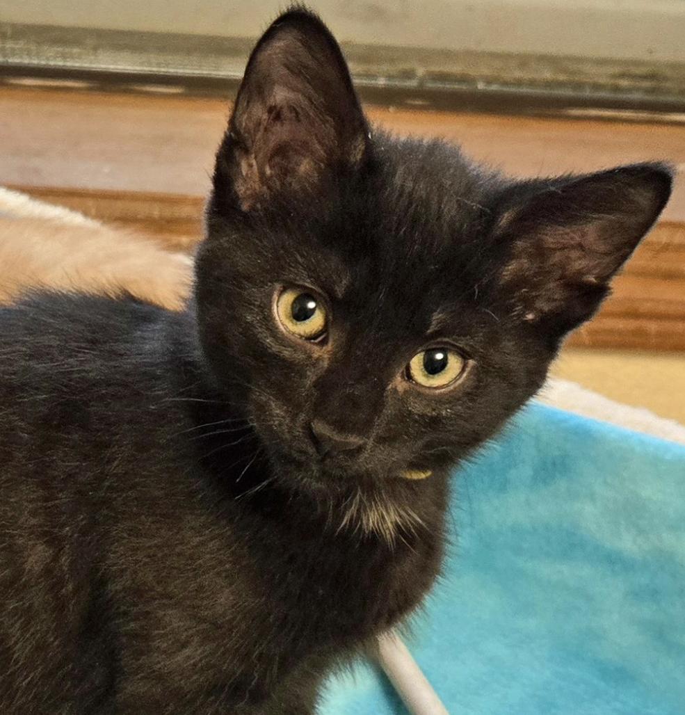 Enlarge Gregory, an adopted Domestic Short Hair in Salem, OR image 2/3