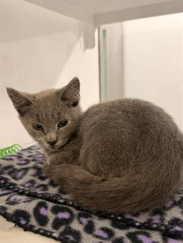 ARES, Adoptable, Kitten Male Domestic Short Hair.