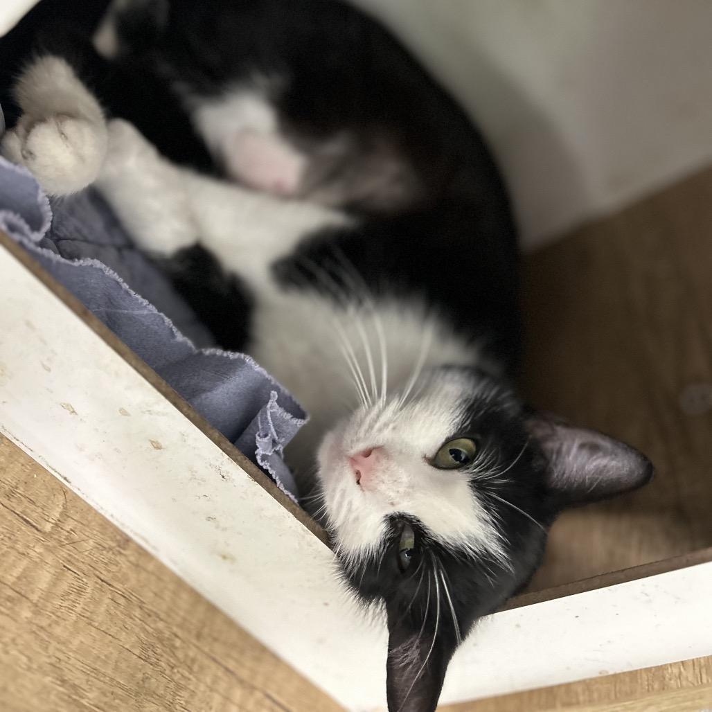 Boujie, a Adoptable Domestic Short Hair in Clanton, AL image 1/2