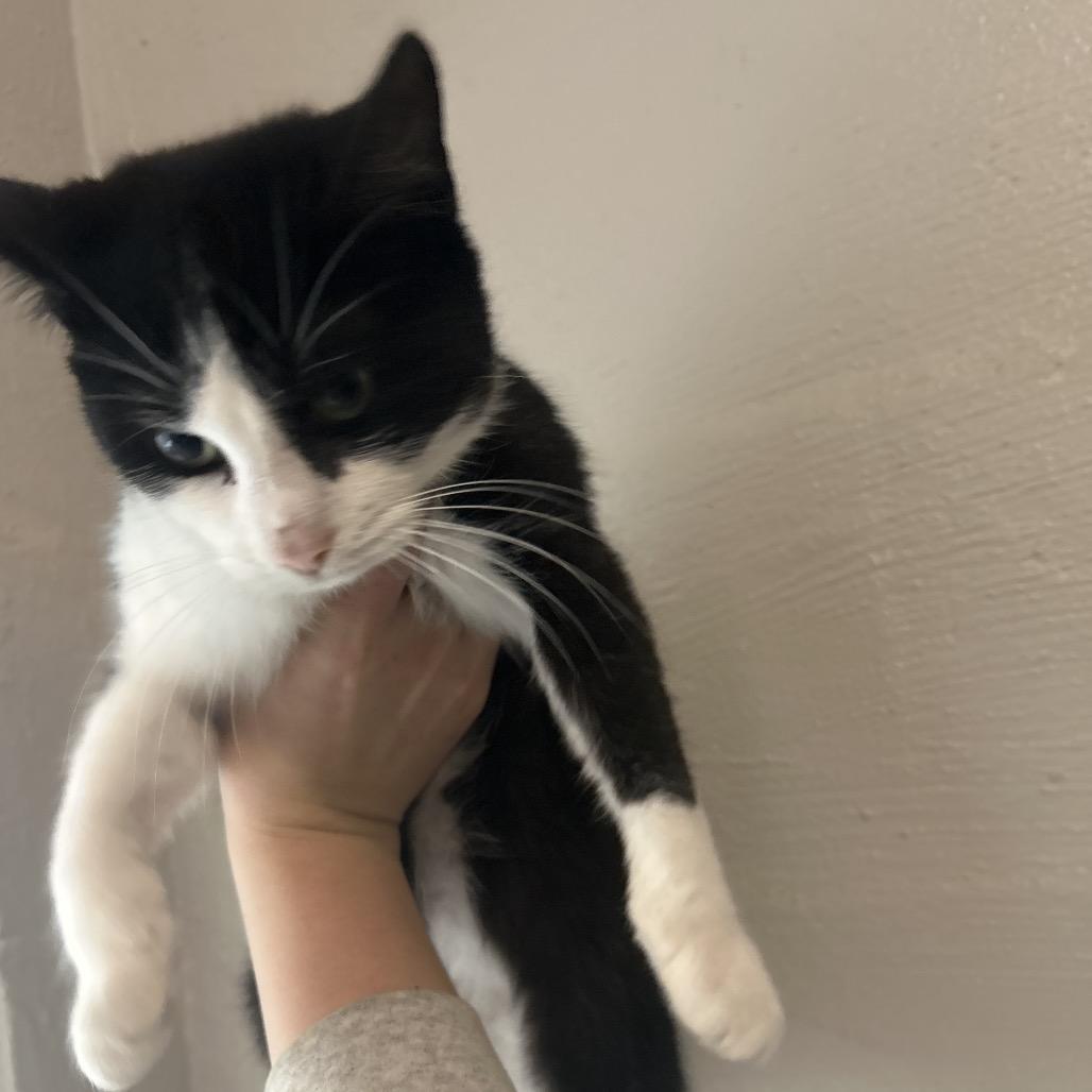 Boujie, Adoptable, Adult Female Domestic Short Hair.