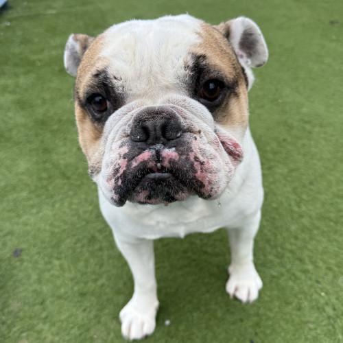 Enlarge Dimple, a ADOPTABLE English Bulldog in Groton, CT image 1/1
