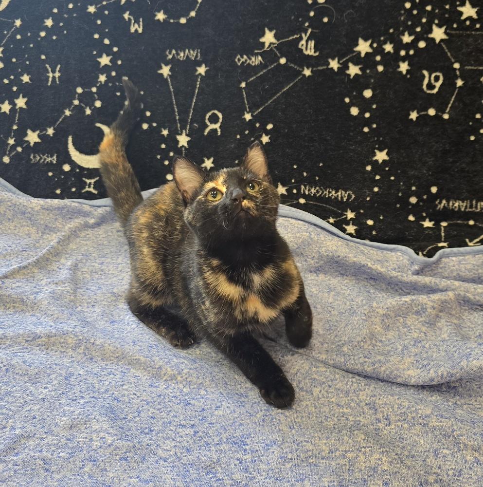 Momo, Adopted, Adult Female Domestic Short Hair.