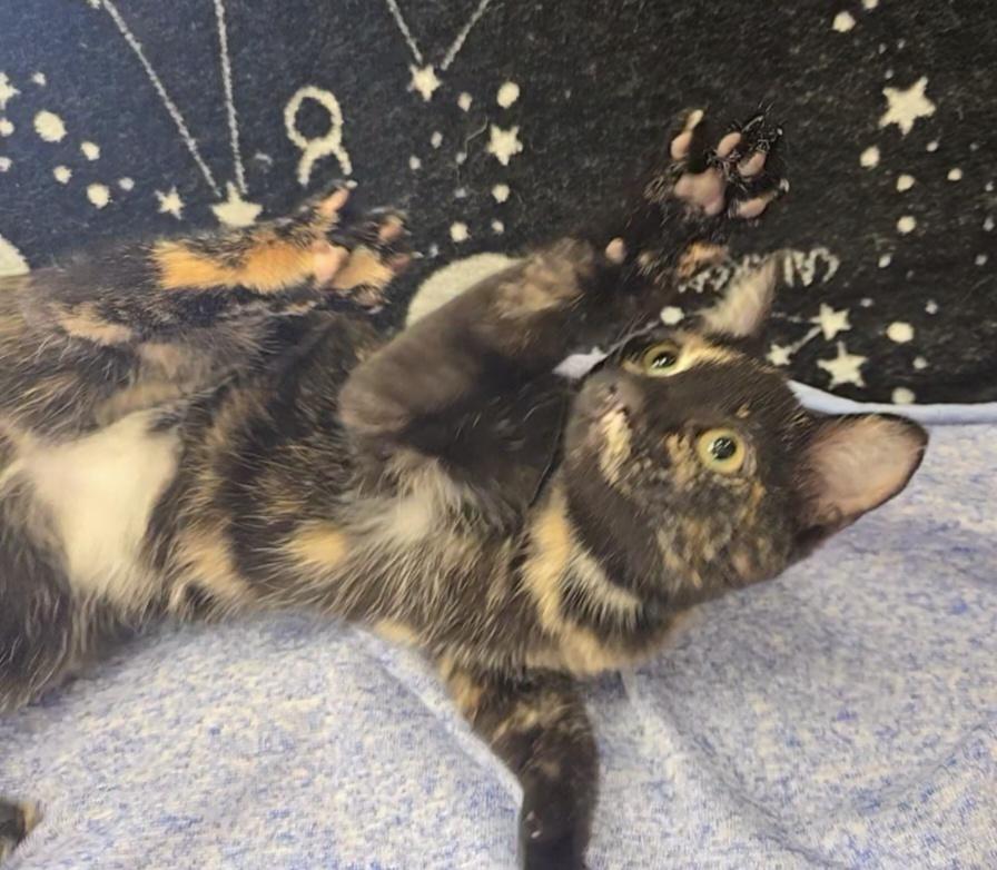 Momo, a Adopted Domestic Short Hair in Dickson, TN image 2/3