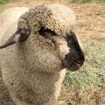 BABAS, Adoptable, Senior Male Sheep.