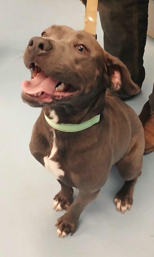 PEPPER, ADOPTABLE, Adult Female Terrier.