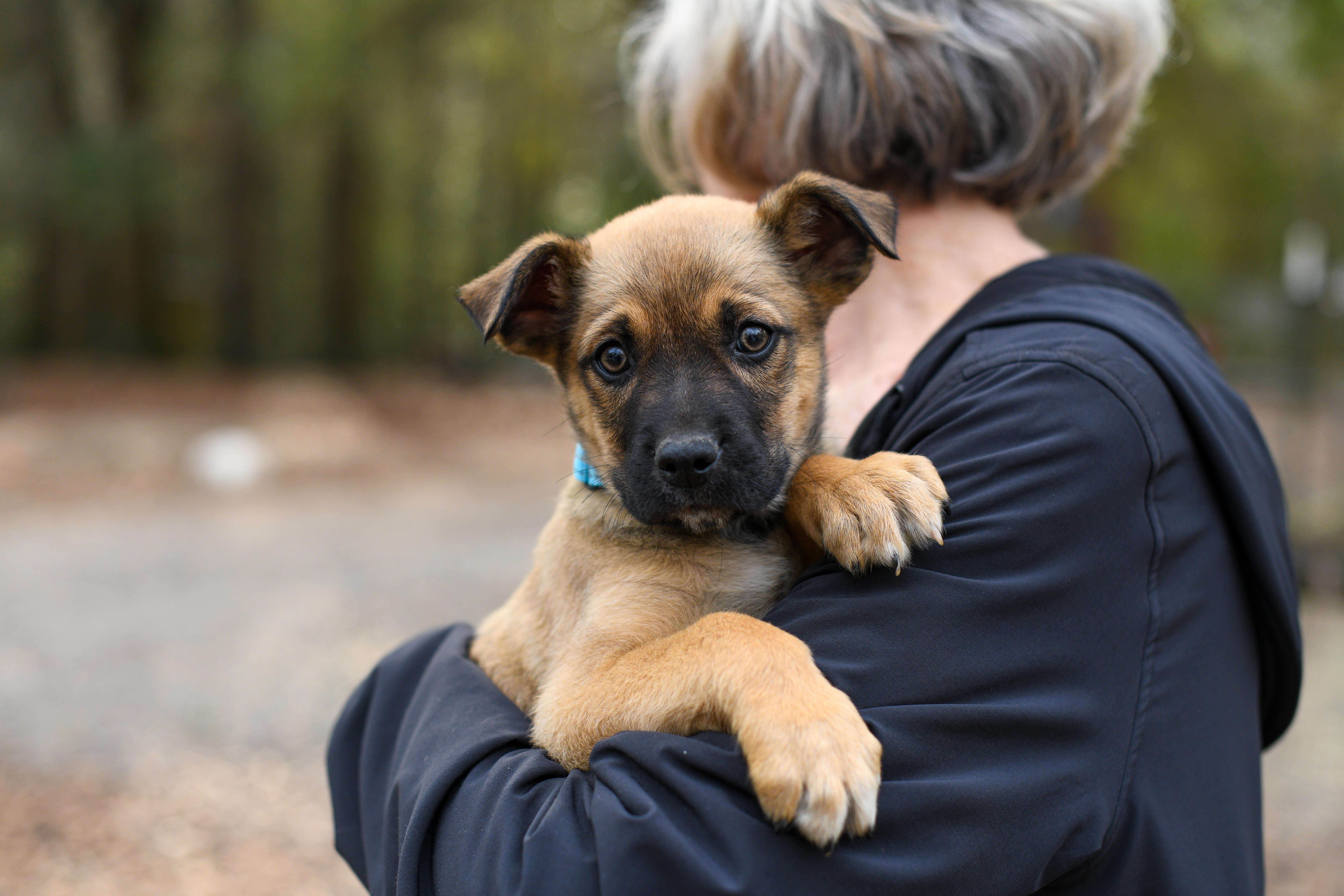 Enlarge Wesley , a Adoptable Mixed Breed in Argyle, NY image 3/4