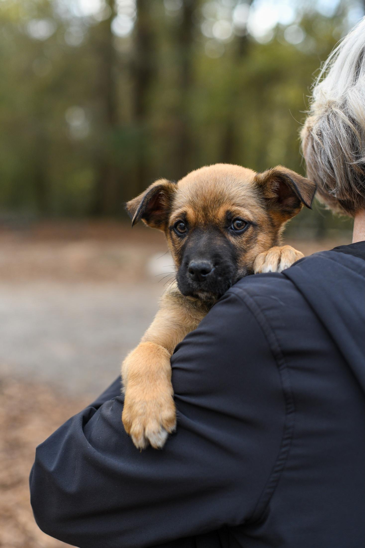 Enlarge Wesley , a Adoptable Mixed Breed in Argyle, NY image 4/4