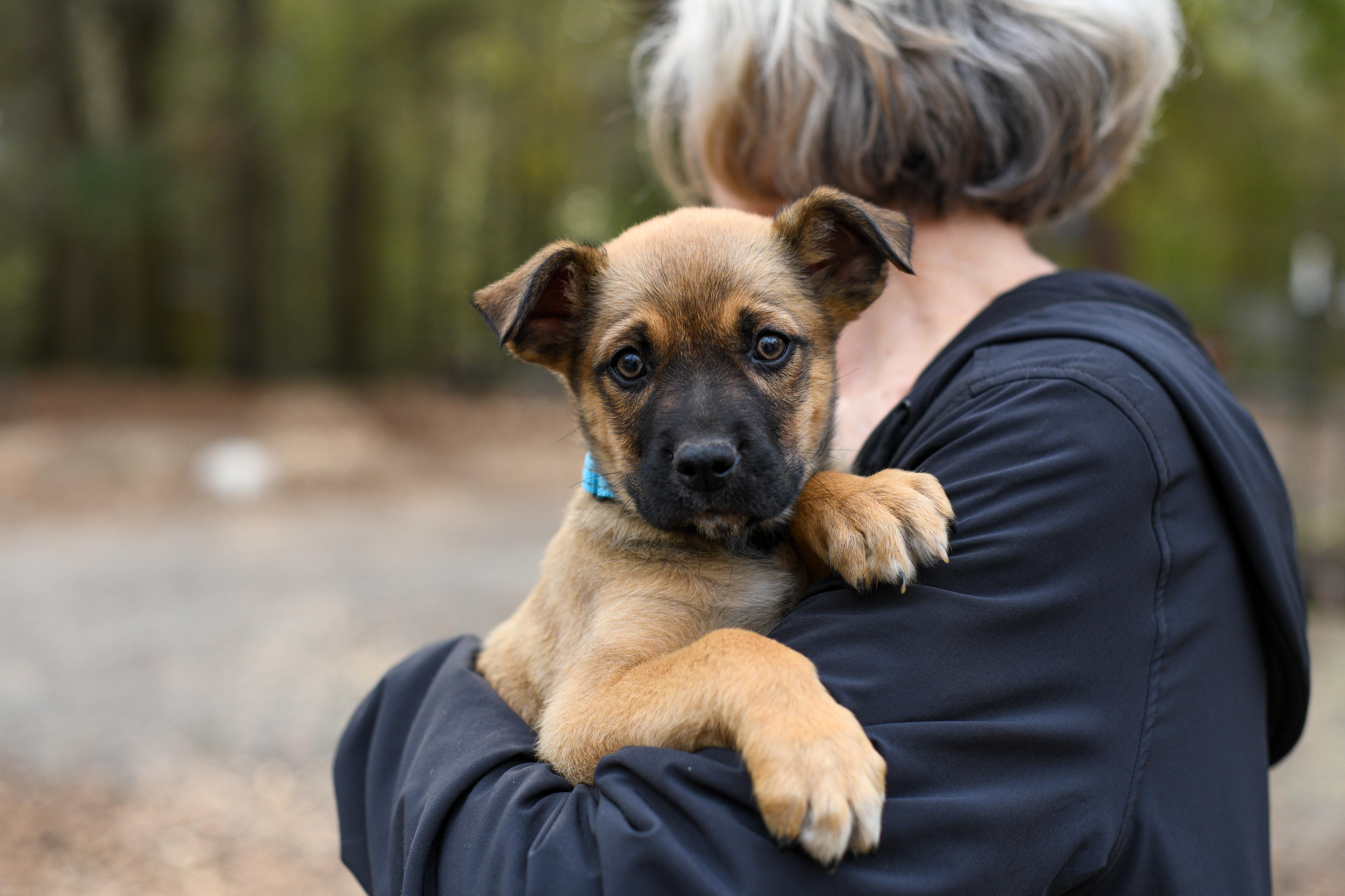 Enlarge Wesley , a Adoptable Mixed Breed in Argyle, NY image 2/4