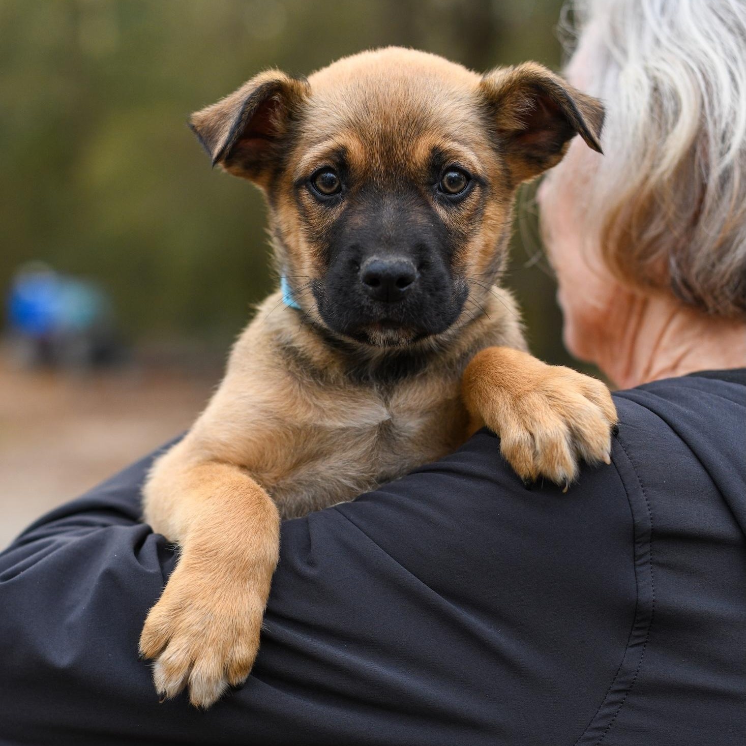 Enlarge Wesley , a Adoptable Mixed Breed in Argyle, NY image 1/4