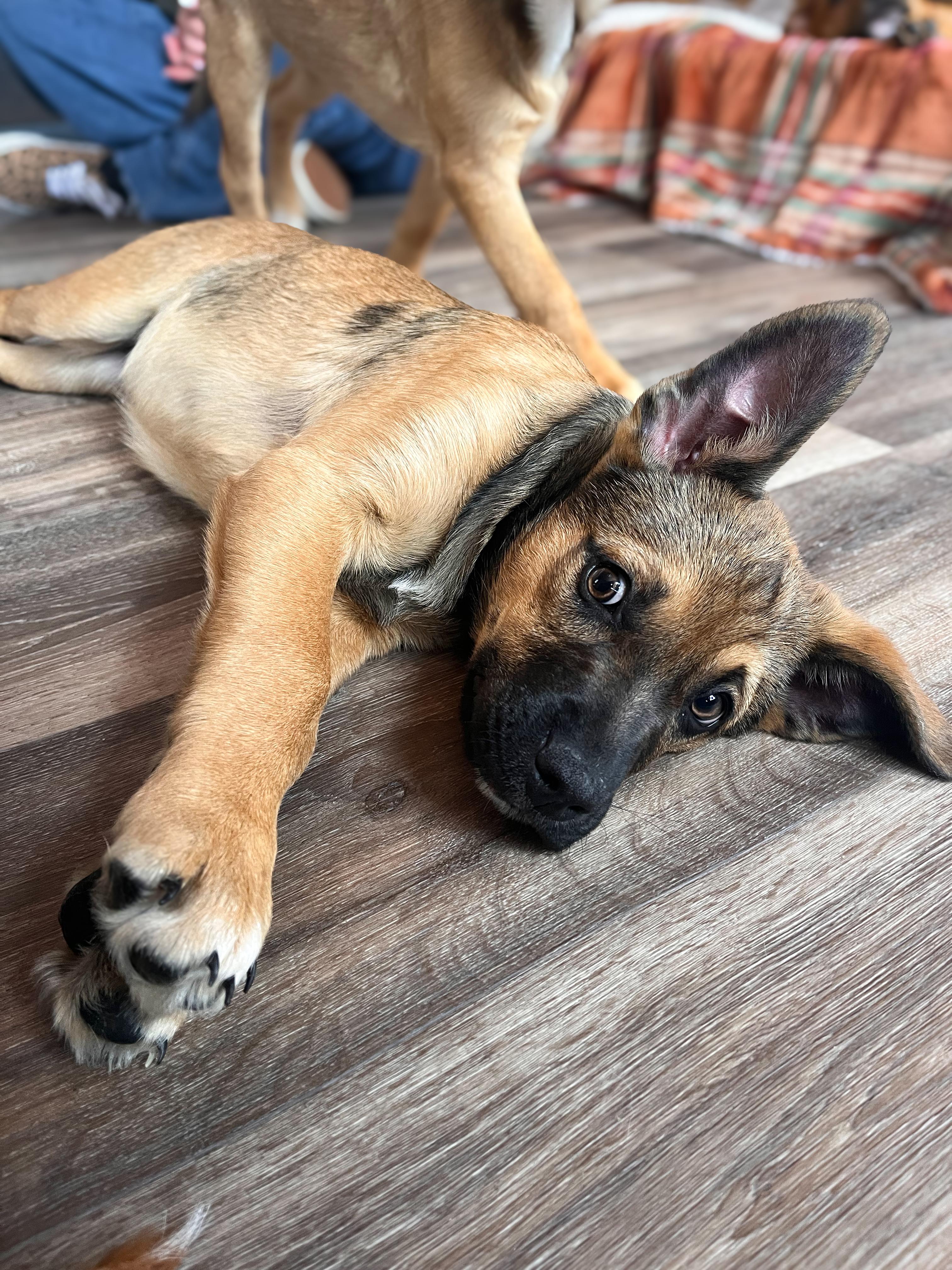 Wesley , Adoptable, Puppy Male Mixed Breed.