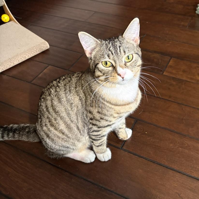 Enlarge Taz, a Adoptable Domestic Short Hair in Houston, TX image 1/5