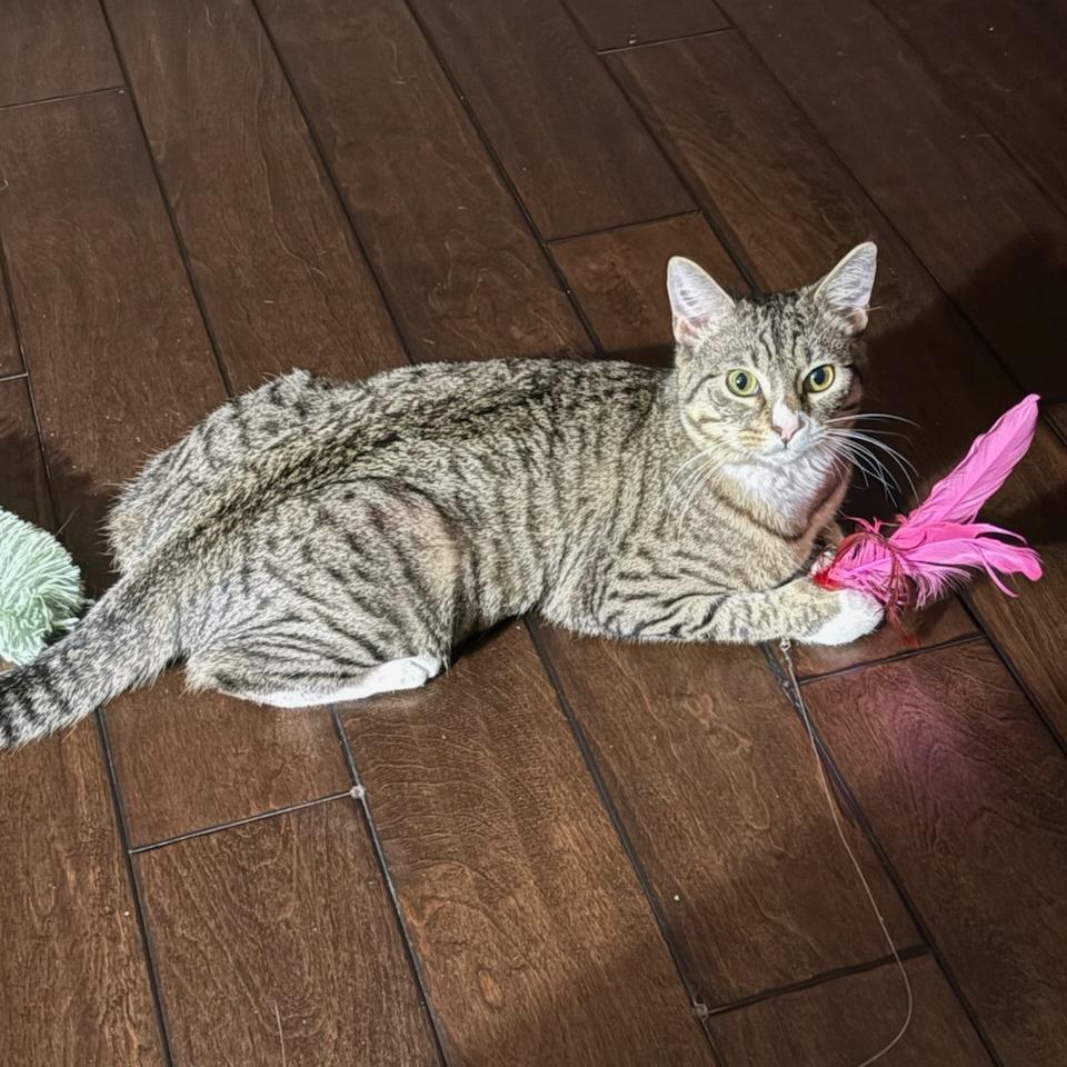 Enlarge Taz, a Adoptable Domestic Short Hair in Houston, TX image 3/5