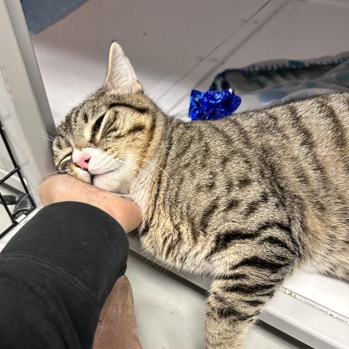 Enlarge Taz, a Adoptable Domestic Short Hair in Houston, TX image 4/5