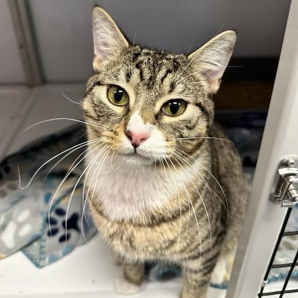 Enlarge Taz, a Adoptable Domestic Short Hair in Houston, TX image 5/5