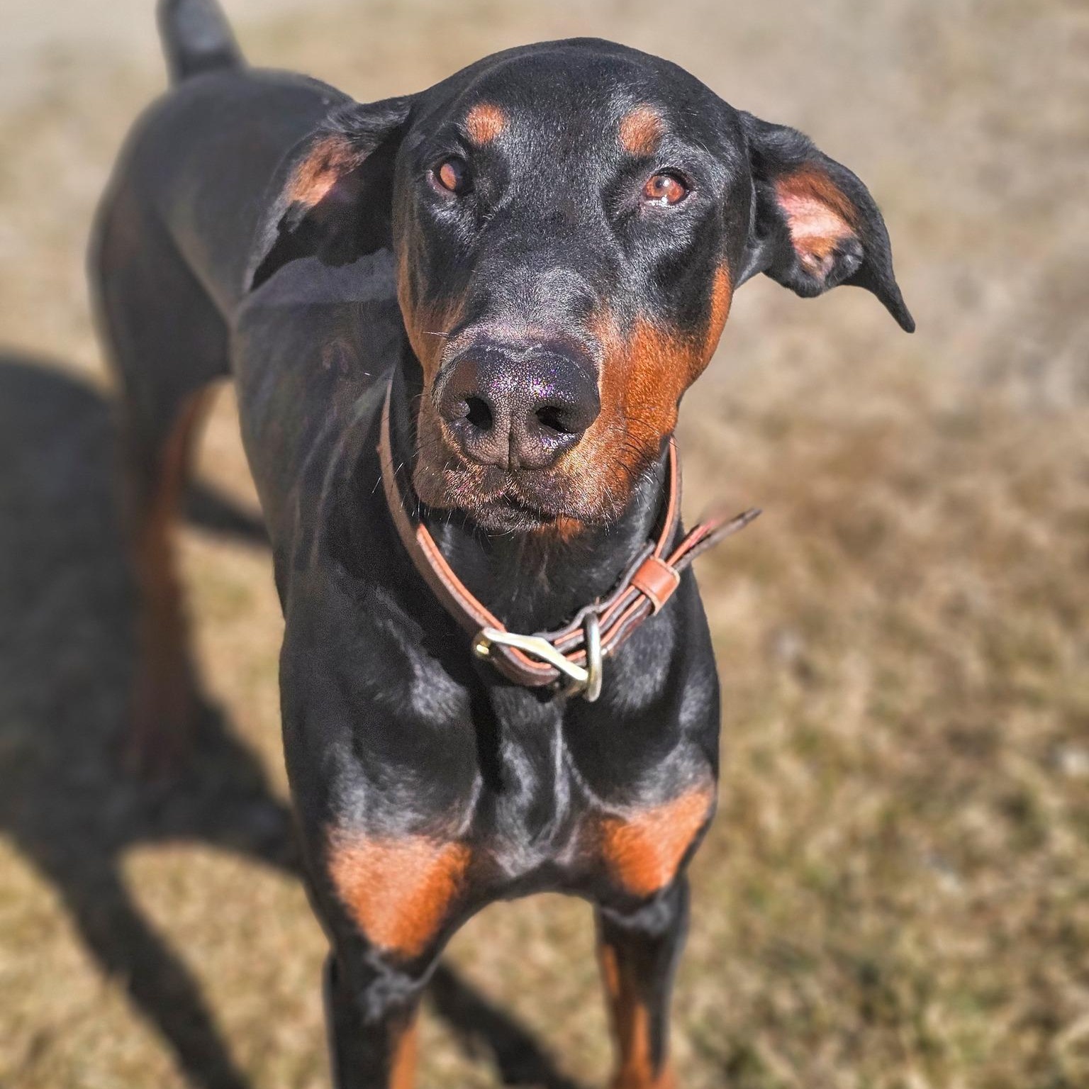Rocky, Adopted, Adult Male Doberman Pinscher.