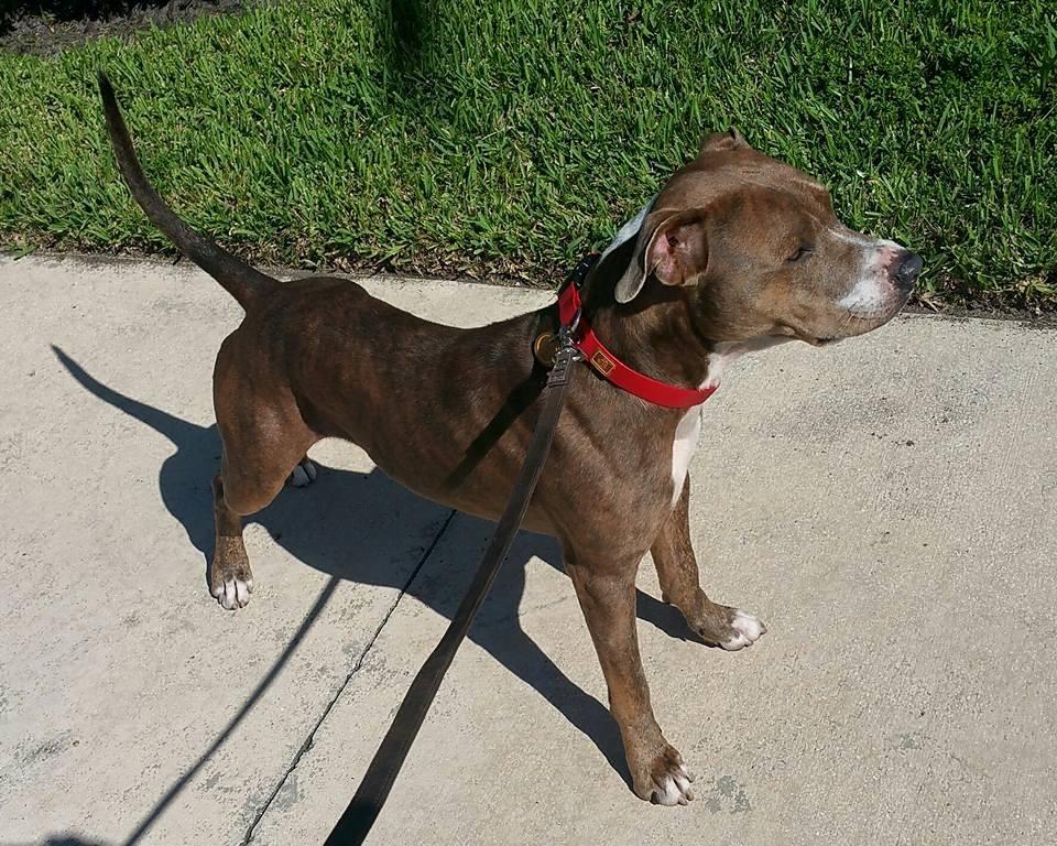 Nemo, Adoptable, Senior Male Pit Bull Terrier.