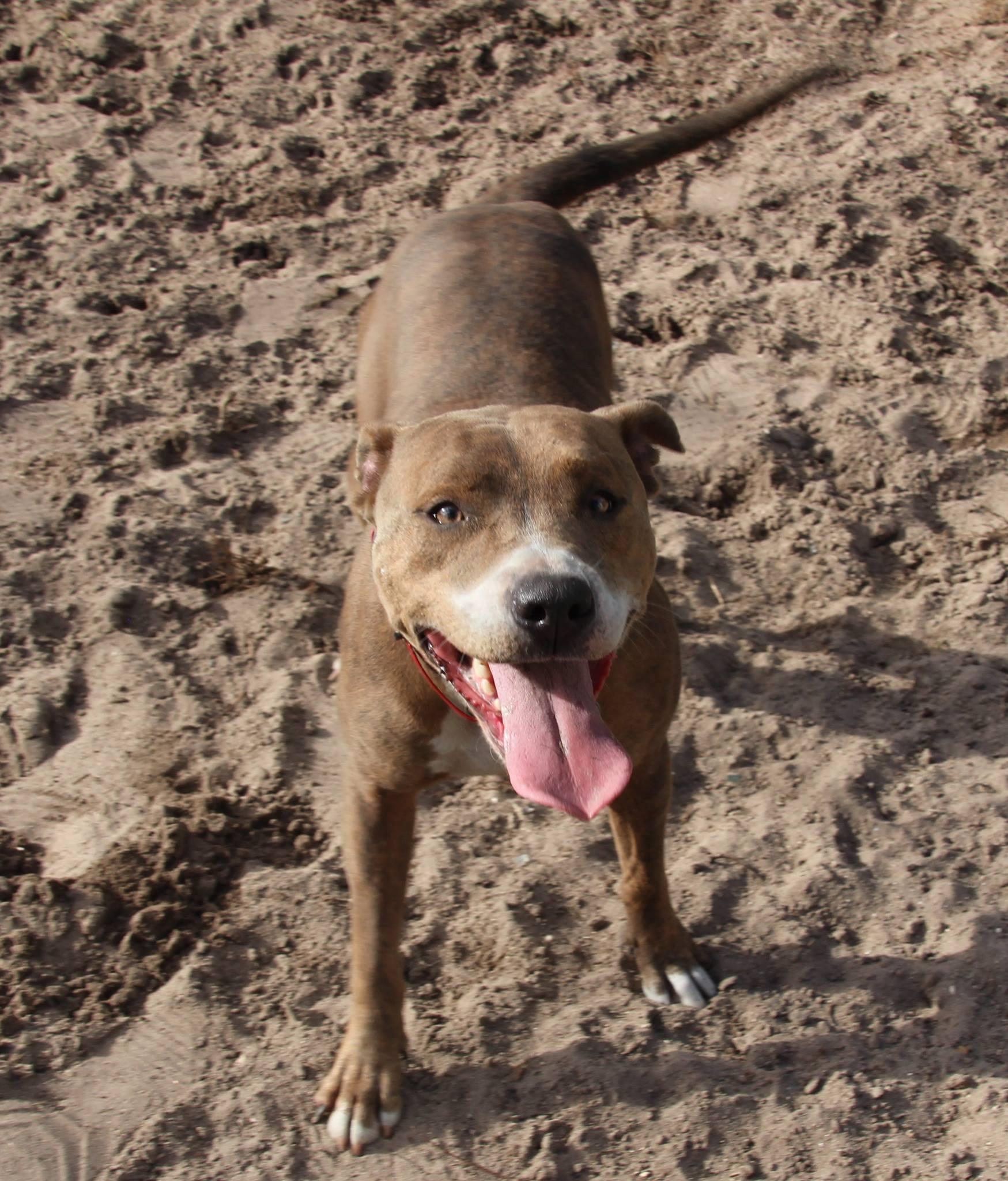 Nemo, a Adoptable Pit Bull Terrier in West Palm Beach, FL image 2/6